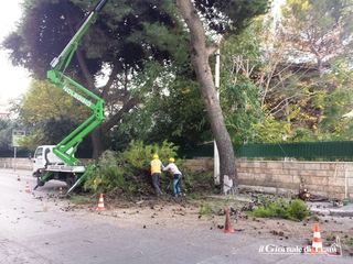 Potatura alberi d'alto fusto, venticinque offerte: oggi l'Ufficio tecnico di Trani sorteggerà i dieci operatori da invitare alla procedura negoziata