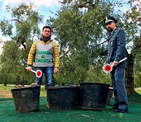 Furti di olive, la Guardia di finanza di Trani ne recupera 10 quintali. Malviventi fuggiti