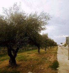 Piante d'ulivo di proprietà del Comune di Trani, approvato il progetto di Movimento turismo rurale: l'olio sarà usato per finalità sociali