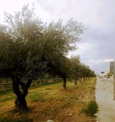 Ulivi di via Falcone, il Comune di Trani ha deciso: se ne produrrà «olio sociale»