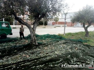 Trani, la città è ufficialmente campagna: in corso la raccolta «legale» delle olive in via Falcone