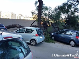 Trani, in via Bari cade un altro albero. Anche questa volta, evitato il peggio