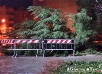 Vento forte a Trani, albero si spezza nella piazza del mercato alimentare. Lì ci sarà, anche, il primo saluto all'arcivescovo