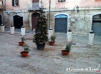 Arredi natalizi a Trani, le piante sono costate 12mila euro