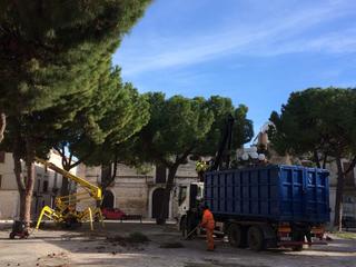 Trani, iniziate le attività di manutenzione straordinaria degli alberi ad alto fusto