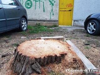 Trani, la sicurezza prima di tutto: in via Bari, oggi, ci sono 20 «non alberi». Di Gregorio: «Due progetti per sostituirli e, sul verde, ci stiamo prodigando»