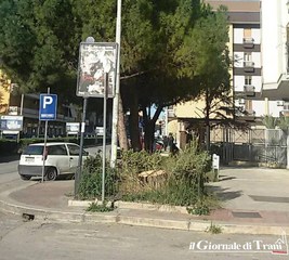 Trani, addio alberi: tagliato anche quello fra corso de Gasperi e via Bonomo