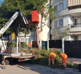 Trani, continuano i lavori di potatura dei pini su tutto il territorio