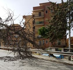 Vento forte a Trani, cade albero in largo Petrarca e si adagia sul ponte: nessuna conseguenza, circolazione limitata