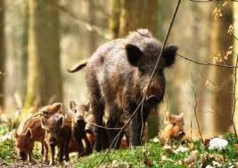 Fauna selvatica, Coldiretti Bari e Barletta-Andria-Trani aprono nuovo sportello per le segnalazioni