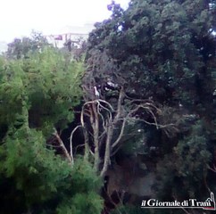 Cicogna o airone? Trani, a Villa Telesio tutti con il naso all'insù per il raro animale che vi sta nidificando