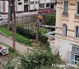 Si tagliano alberi anche nell'ex ospedaletto di Trani: questa volta lo ha disposto la Asl Bt