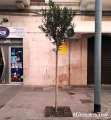 Piantati i primi trenta, nuovi alberi per le vie di Trani: sono ligustri e oleandri