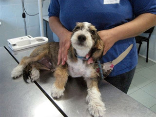 Cani randagi sul territorio comunale e canile di Trani, impegnate le spese per la Lega del cane