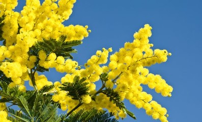 Festa delle donne, l’assessore regionale alle pari opportunità: «Le istituzioni non abbassino la guardia»