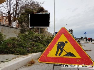 Trani, cartello abusivo salva albero dalla caduta: oggi il taglio dei rami, a breve la rimozione dell'impianto