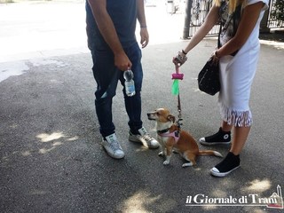 Villa comunale, si potrà di nuovo entrare con i cani al guinzaglio: il Tar revoca l'ordinanza del sindaco di Trani per un vigile all'ingresso