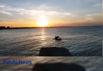 VIDEO. Pasquetta al porto, fra guizzi ed una bella dose di autostima: Trani e i delfini, amore e ottimismo