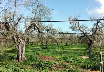 Maltempo di febbraio, Coldiretti: «Ingenti danni per contadini di Bari e Barletta-Andria-Trani»