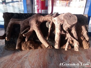 I legni della spiaggia Boccadoro di Trani sfondo di alcuni acquari della mostra sulla biodiversità marina