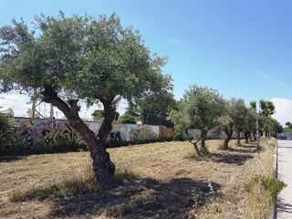 Trani, gramigna addio in via Falcone. Sfalciate anche le aiuole della Fabiano