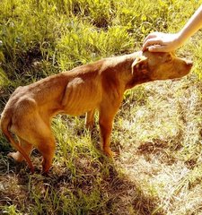 Trani, guardia eco ambientale Folgore, vigili e una volontaria della Lndc salvano un pitbull denutrito e ferito