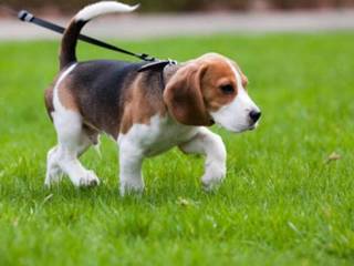 Come portare il cane in giro e non sporcare? A Trani, il comitato di quartiere di via Andria detta le regole da seguire