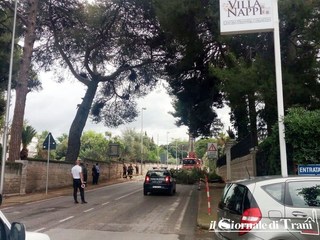 Ramo di pino precipita in strada sulla Trani-Corato: solo disagi per la circolazione