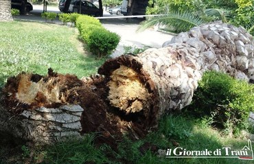 Piazza della Repubblica, da Tonno spiaggiato a palma caduta: la finzione esalta Trani, la realtà la riporta sulla terra