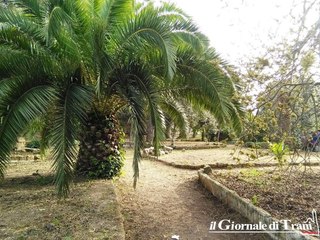 Trani, il retroscena di Villa Telesio: tagliate tredici palme prima della riapertura. Attaccate dal punteruolo, non erano più sicure