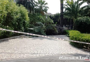 I Verdi e la manutenzione: «Verde trascurato? Vi dimostriamo che a Trani è l'esatto contrario»