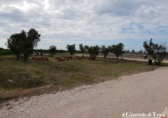Trani, rifiorisce l'area di Boccadoro grazie al progetto 
