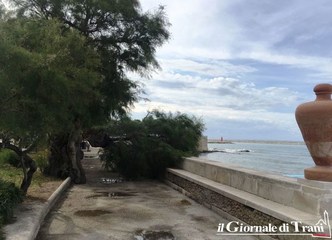 Troppa pioggia, l'albero si spezza: villa di Trani, viale ostruito da ramo caduto