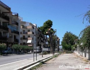 Verde pubblico a Trani, tra nostalgia e sicurezza: in via Malcangi, addio ad altri due pini secolari