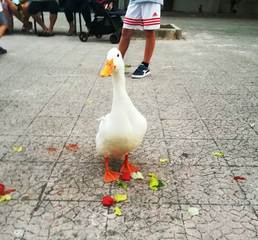 Basta con le «papere» dei portieri: a Trani, quella vera sta facendo felice un intero quartiere