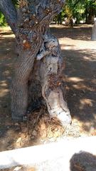 Trani, nel boschetto della villa pini dal fusto marcito