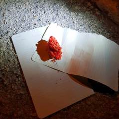 Polpette avvelenate a Trani, gente in strada a caccia di un sospetto. La Polizia ferma e rilascia subito un giovane: nessuna prova che fosse lui