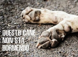 Polpette avvelenate a Trani, scatta una petizione per chiedere telecamere e bonifiche: si può firmare nei negozi che espongano la relativa locandina