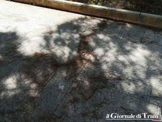 Trani, aghi di pino secchi in largo Goldoni. Alcuni residenti: «Ci sentiamo di nuovo abbandonati»