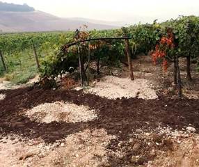 Assalto a tendoni di uva a Bari e nella Barletta-Andria-Trani, la preoccupazione di Coldiretti