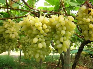 Barletta–Andria–Trani, il Comitato liberi agricoltori andriesi: «Il mercato dell’uva non decolla»