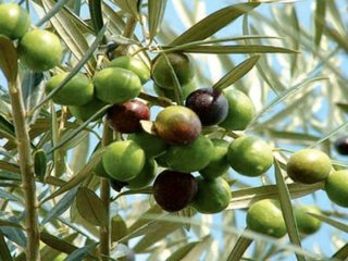 Criminalità nelle campagne, Coldiretti: «Meno furti a Trani, Andria e Corato»