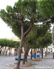 Pioggia e vento, a Trani si monitora la tenuta del verde: ramo penzolante in via Stella