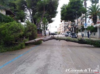 Alberi a rischio caduta: Trani, fino a sabato prossimo, potatura urgente dei pini di viale De Gemmis