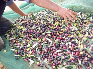 Maltempo, danneggiate le olive nella Barletta-Andria-Trani e a Bari