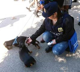 Trani, oltre un quarto dei cani senza microchip: il bilancio di tre mesi di attività delle guardie zoofile dell'Oipa