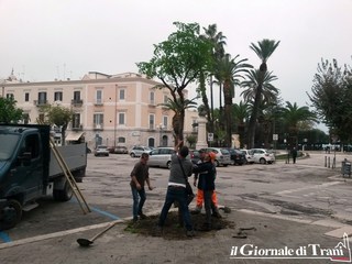 Trani, il verde pubblico prova a rialzare la testa: nuovi alberi piantati in piazza Plebiscito