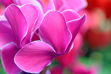 Oggi, a Trani, momento di riflessione sulla donazione a cura dell'Adisco