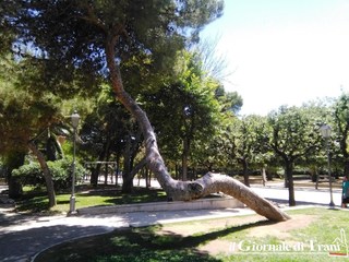 Trani, è giallo sugli alberi: l'amministrazione rivendica la paternità delle manifestazioni del 21 novembre
