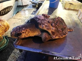 Porto di Trani, serata speciale con la tartaruga salvata e messa in mostra: adesso è nella mani del Wwf di Molfetta